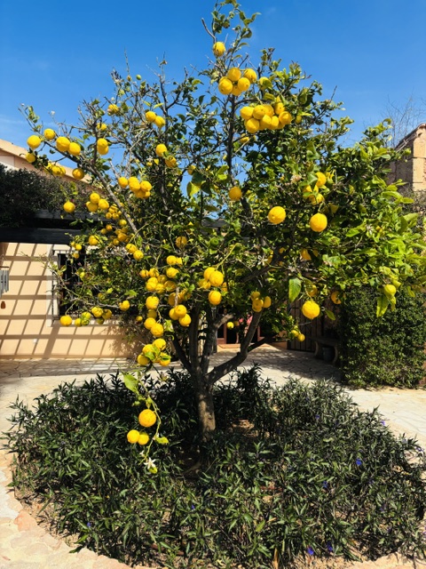 Lemon tree Finca in Palma de Mallorca